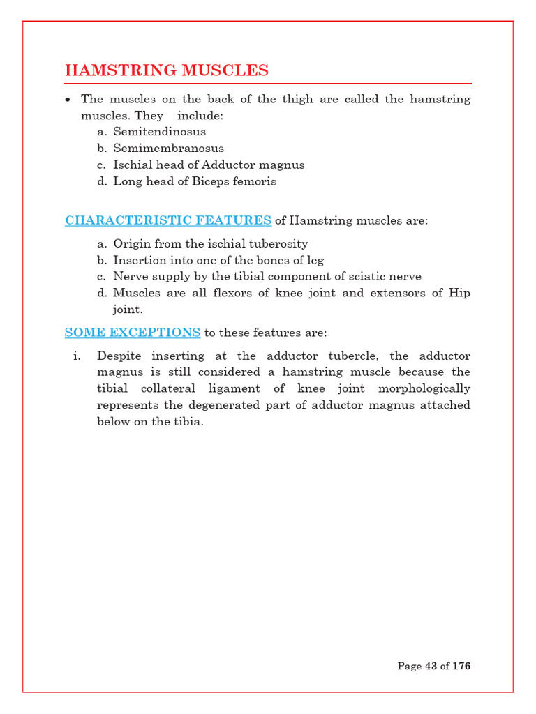 Anatomy and Function of Hamstring Muscles | PDF | Human Leg | Knee