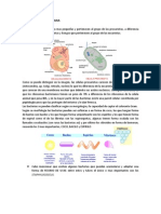 Clasificacion Bacteriana