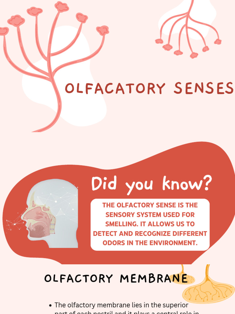 Olfactory Receptors and Pathways Explained | PDF | Odor | Cell Signaling
