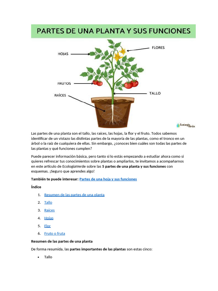 Partes del Tallo en las Plantas | PDF | Raíz | Tallo de la planta