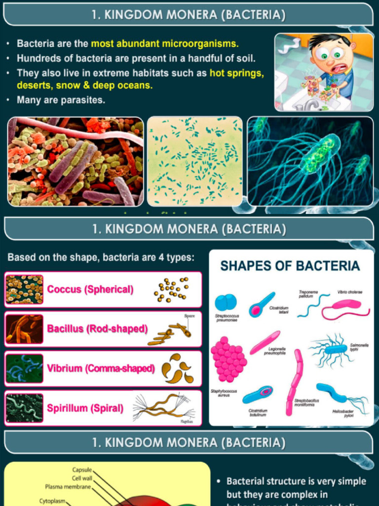Virus Structure and Spore Types | PDF
