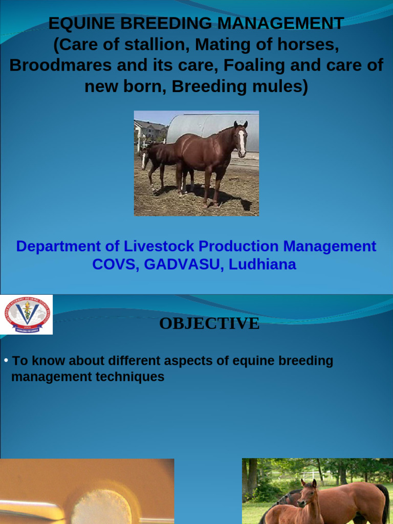 Horse Breeding Management Techniques | PDF | Horses | Horse Breeding