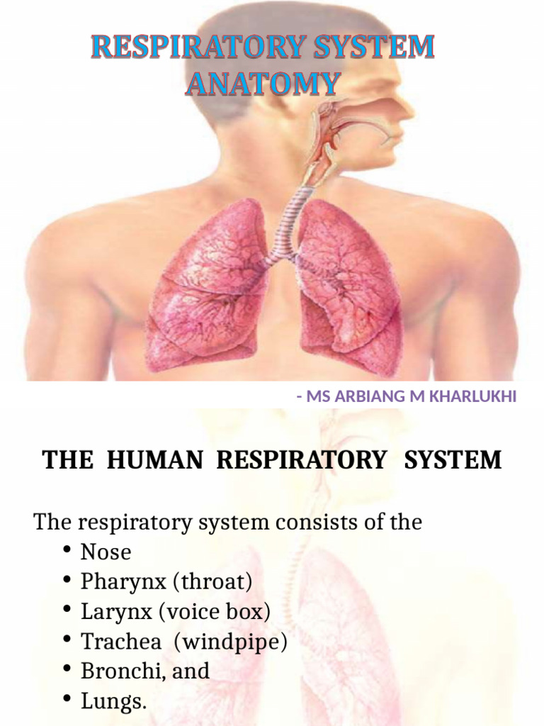 Overview of the Human Respiratory System | PDF | Respiratory Tract | Lung