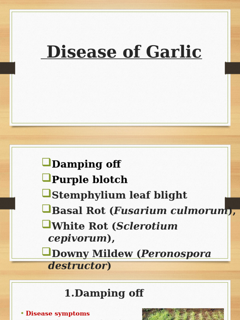 Garlic Disease Overview and Prevention | PDF | Plants | Microbiology