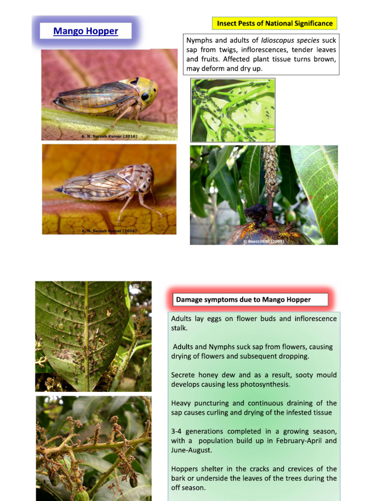 Insect of Mango | PDF