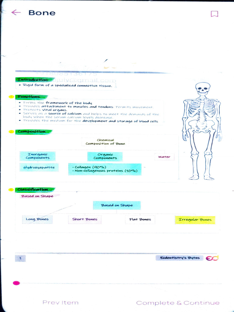 Understanding Bone Structure and Function | PDF | Bone | Osteoblast