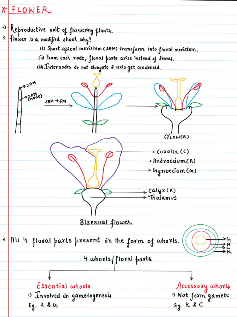 Flower (Upto Aestivation) | PDF | Flowers | Plants