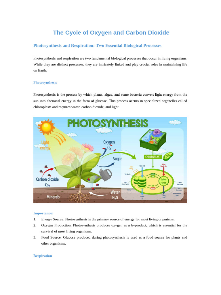 Oxygen and Carbon Cycle Overview | PDF | Photosynthesis | Cellular ...