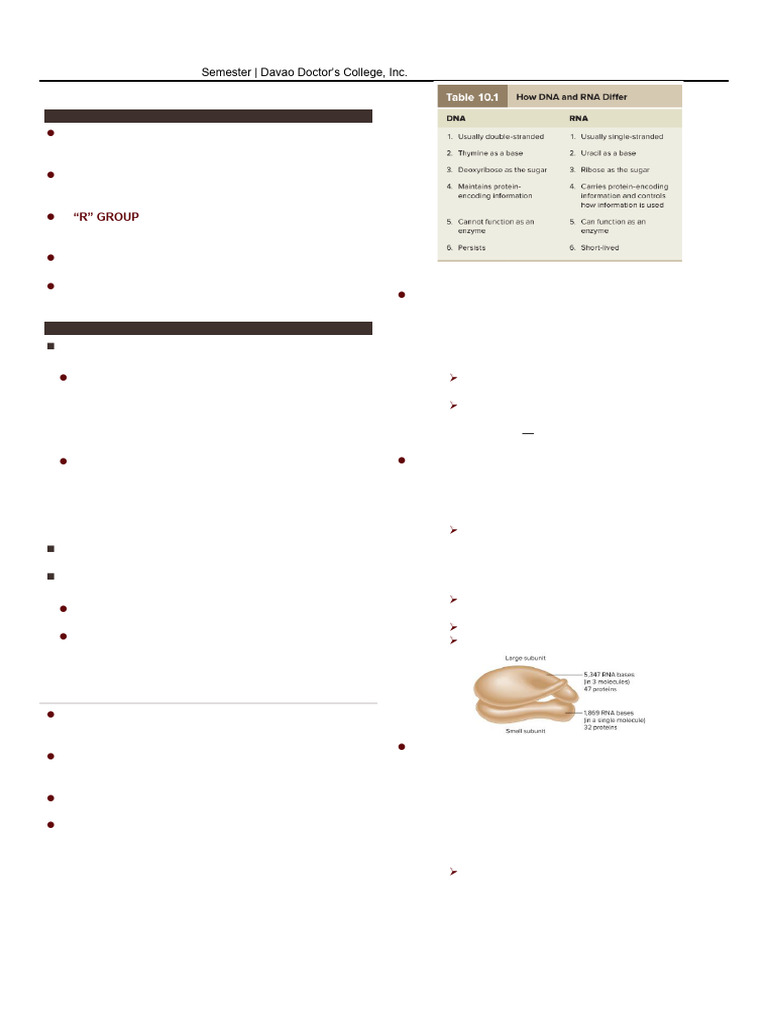 Transcription and Translation in Proteins | PDF | Rna | Messenger Rna
