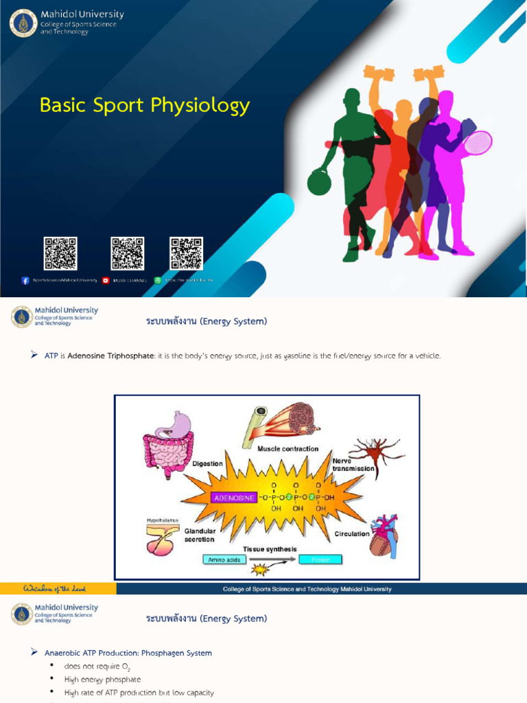 Basic Sport Physiology | PDF | Skeletal Muscle | Adenosine Triphosphate