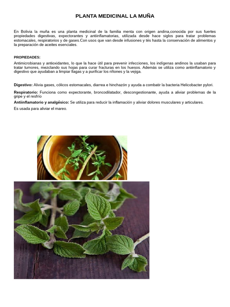 Beneficios y usos de la muña medicinal | PDF | Té