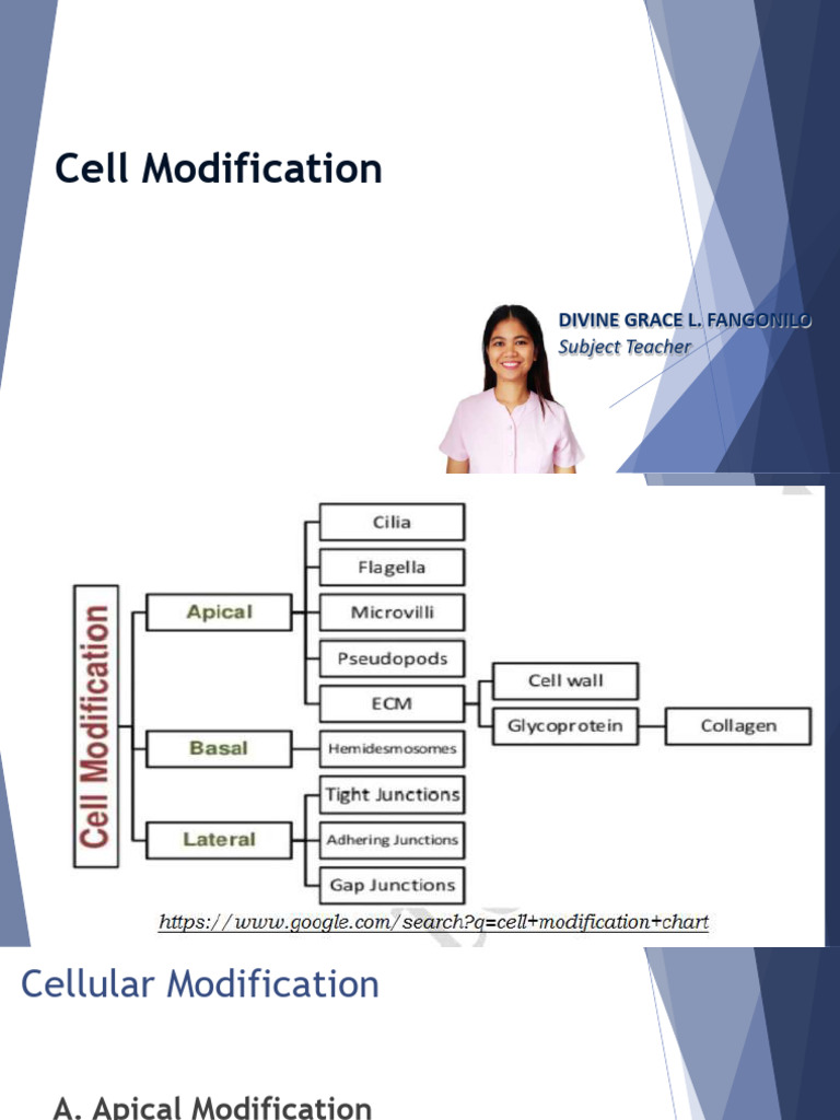 Understanding Cell Modifications | PDF | Extracellular Matrix | Cell ...