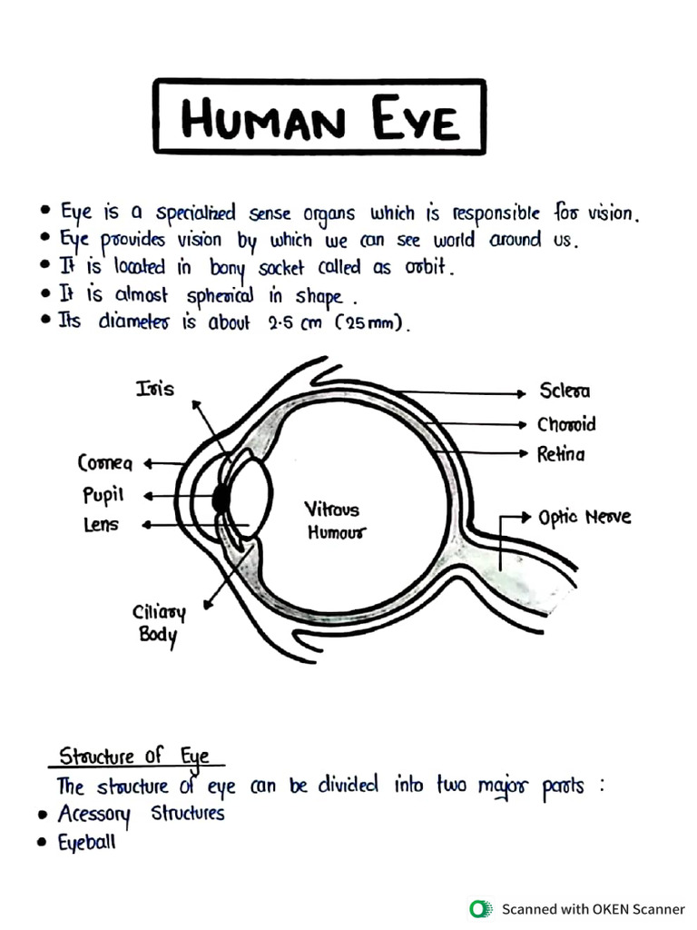 Human Eye - Uk3 | PDF