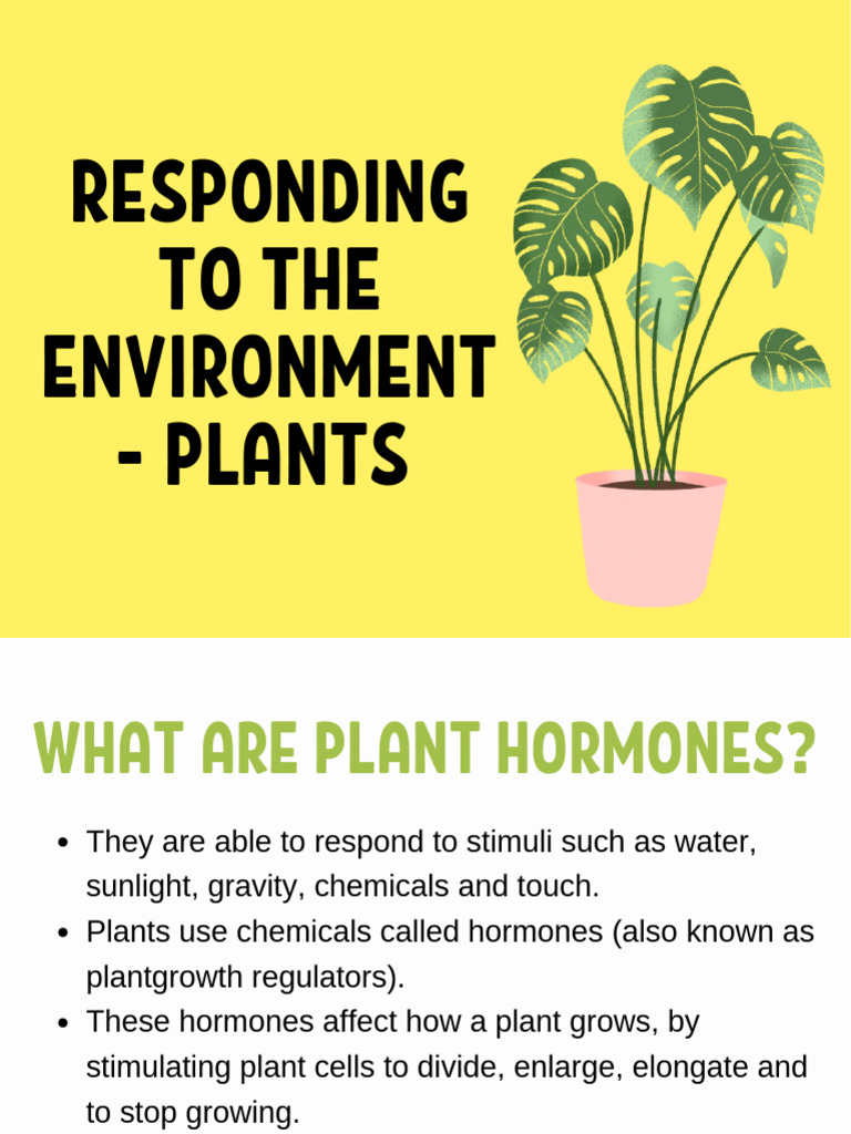 Plant Responses to Environmental Stimuli | PDF | Plant Hormone | Auxin