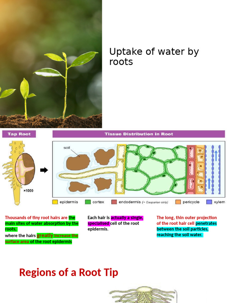 CH 11.2 Uptake of Water by Roots | PDF | Plant Stem | Leaf