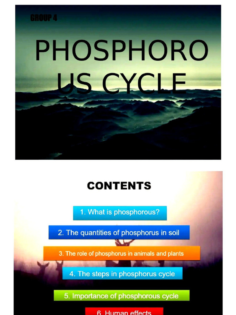 Phosphorus Cycle ? | PDF