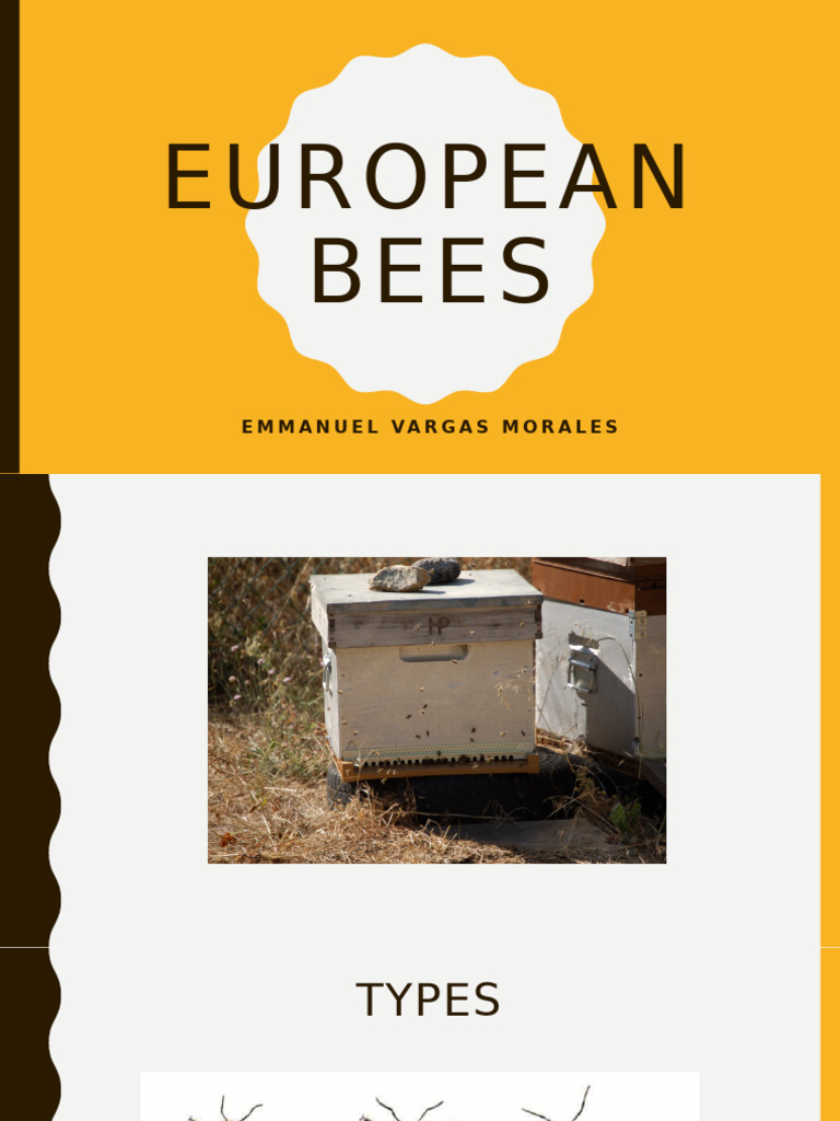 European Bees | PDF
