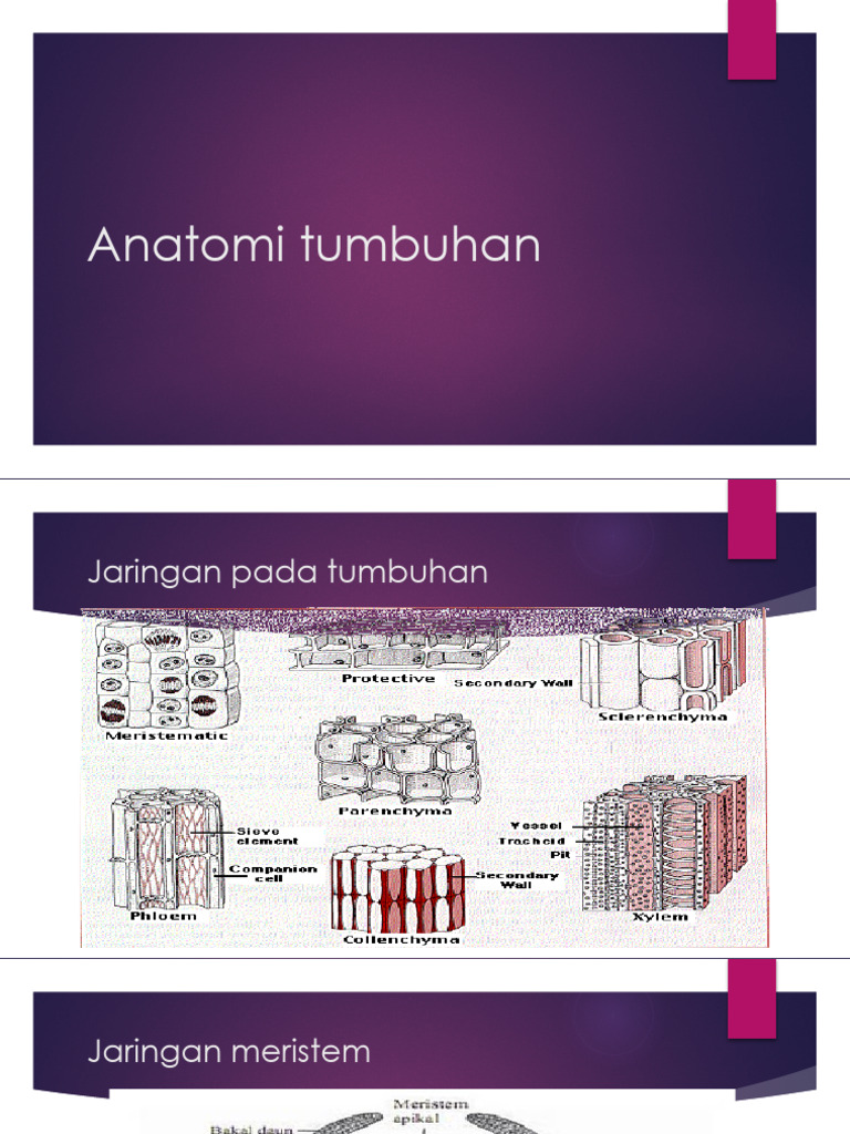 Struktur dan Jaringan Tumbuhan Lengkap | PDF