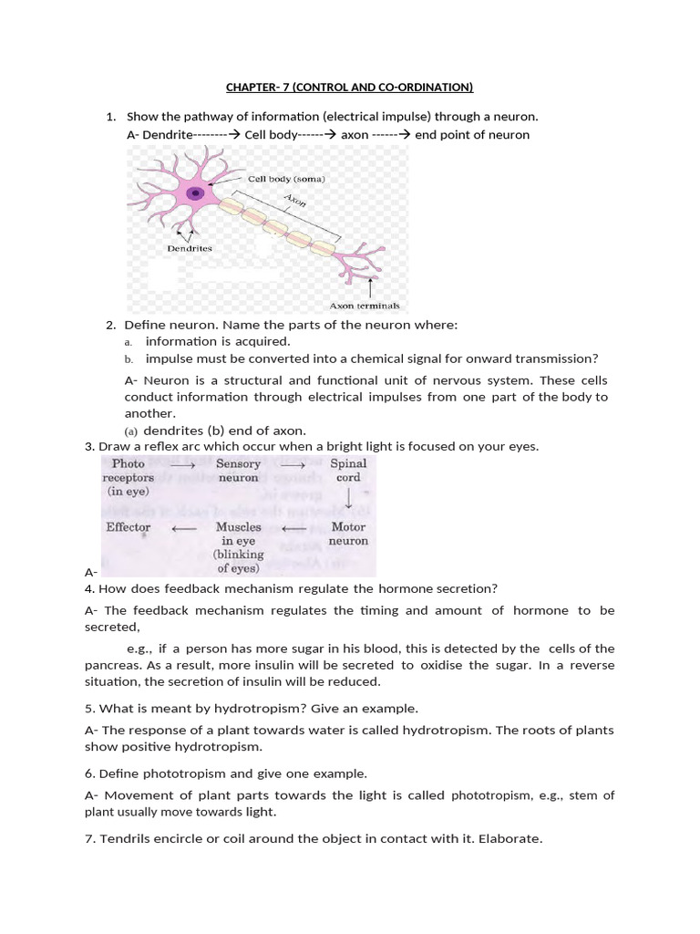 Human Hormones and Nervous System Overview | PDF | Hormone | Endocrine ...