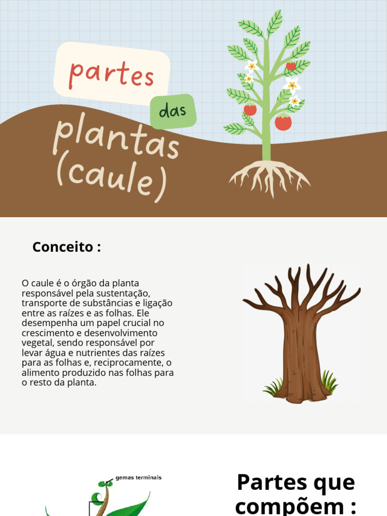 Funções e Tipos de Caules das Plantas | PDF