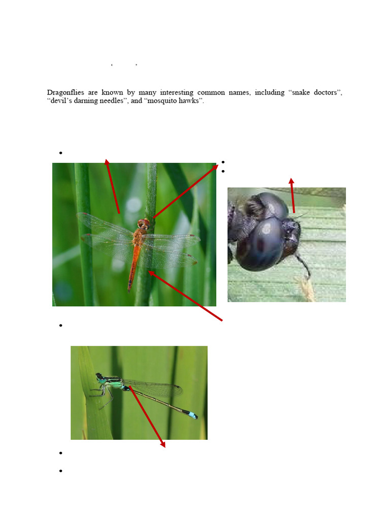 Odonata: Dragonflies vs. Damselflies Guide | PDF | Dragonfly | Insects