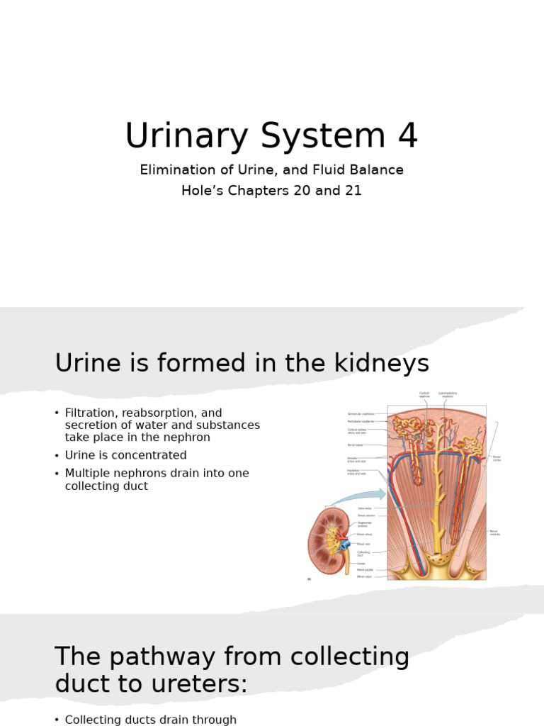 Urinary System: Fluid Balance & Micturition | PDF | Urinary System ...