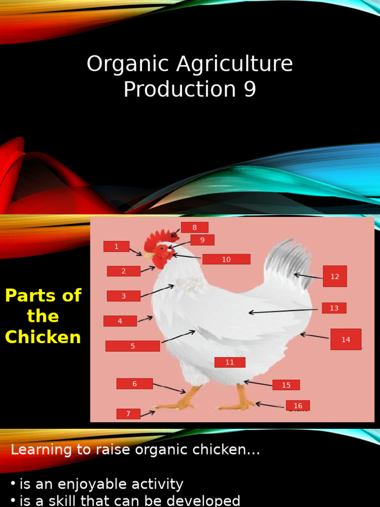 Boholano Native Chicken Strains Guide | PDF | Broiler | Chicken