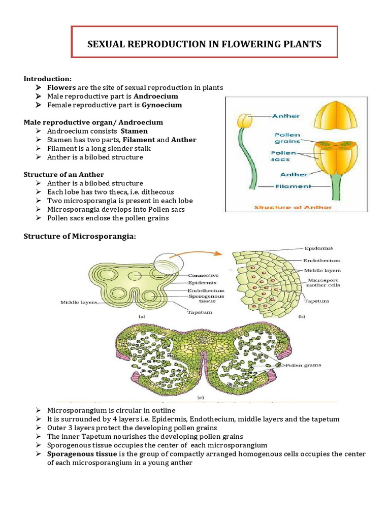 Sexual Reproduction in Flowering Plants New | PDF | Seed | Flowers