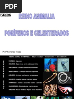 Reino Animalia - Poriferos e Celenterados