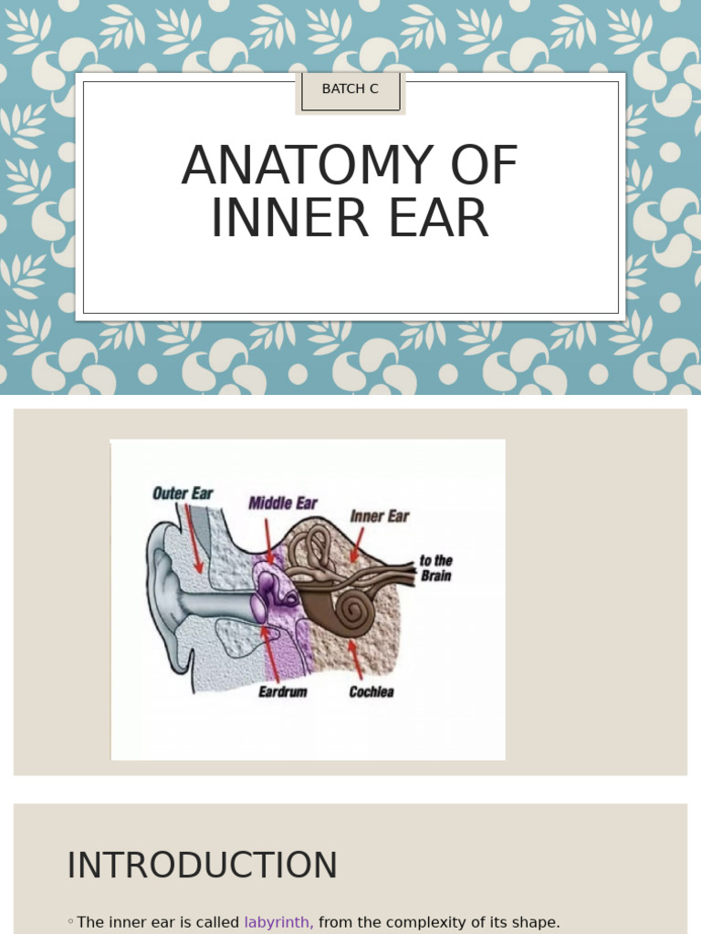 Anatomy of Inner Ear | PDF