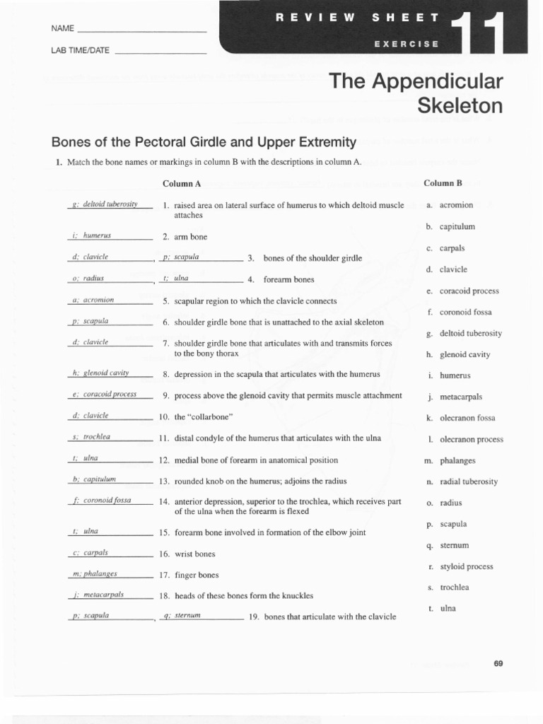 worksheet Appendicular Skeleton Worksheet chapter 11 the appendicular skeletal system pelvis ankle