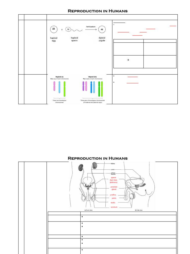 Human Reproductive System Overview | PDF | Menstrual Cycle | Uterus