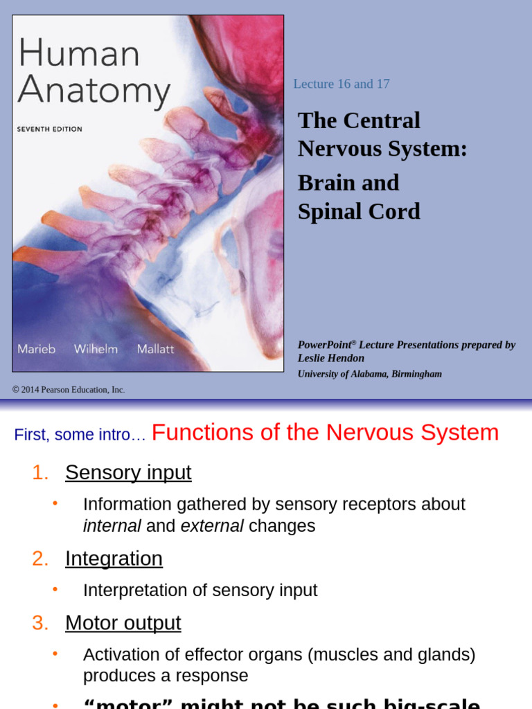 Lecture 16 and 17 Central Nervous System Brain and Spinal Cord New ...