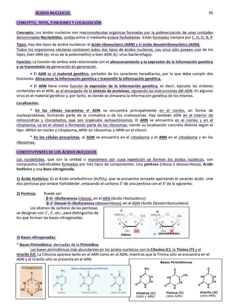 TEMA 5 (Ácidos Nucleicos) | PDF | Rna | Adn