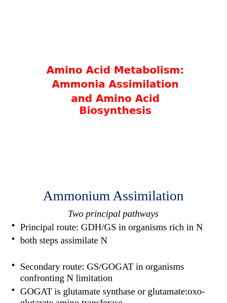 Ammonia Assimilation in Amino Acid Metabolism | PDF | Biosynthesis ...