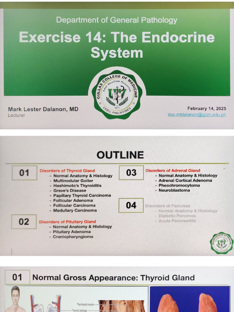 Exercise 14 Endocrine System | PDF
