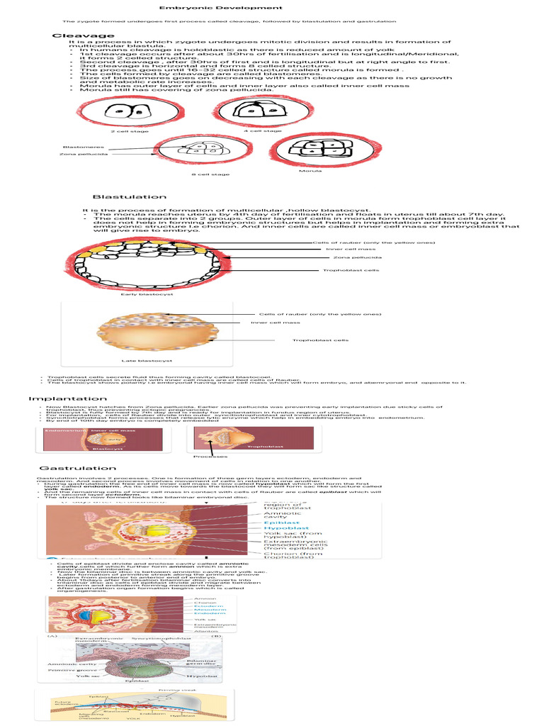 Embryonic Development | PDF | Embryo | Biological Processes