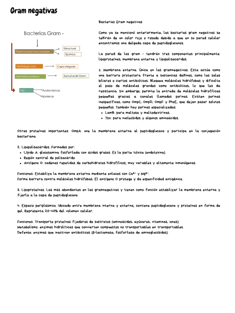 Estructura y Funciones de Bacterias Gram Negativas | PDF | Bacterias ...