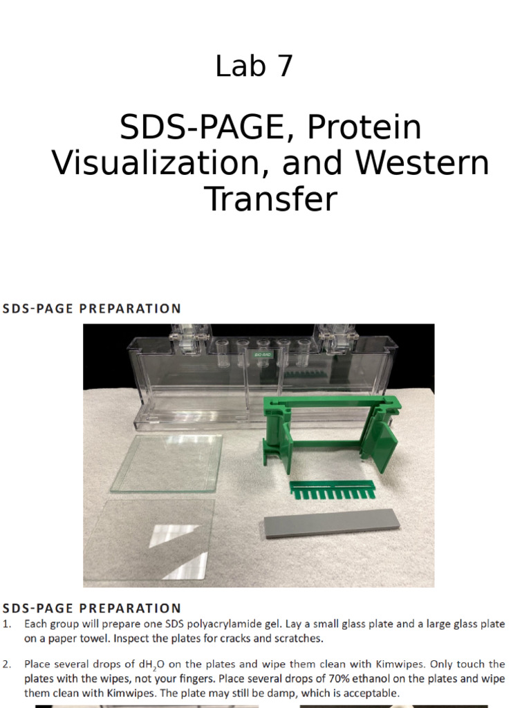 Lab 7 Protocol | PDF
