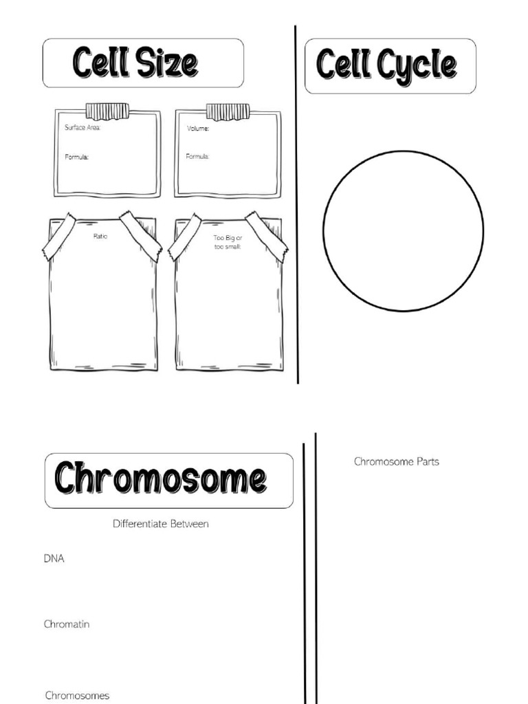 1 Cell Cycle Cell Size Template-1-1 | PDF