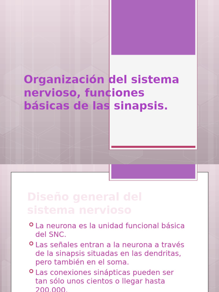 Clase 1 Fisiologia II | PDF | Sinapsis | Neurona