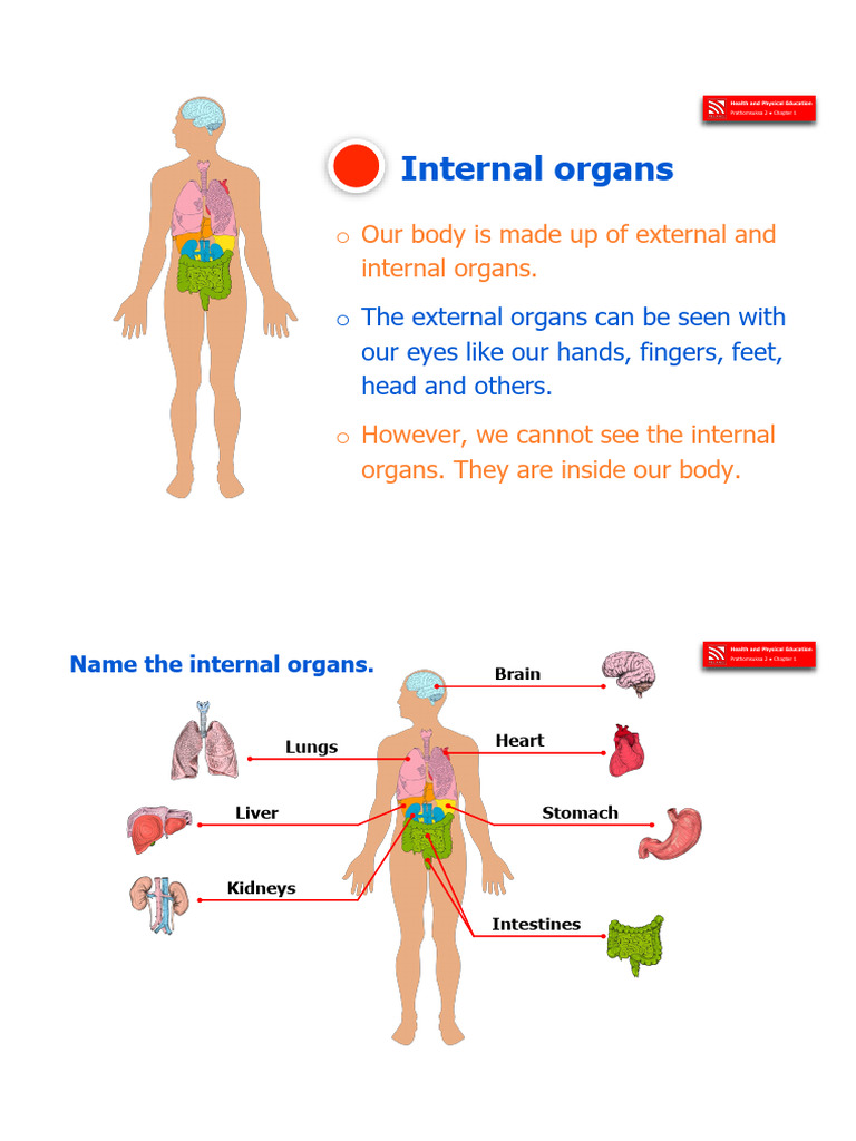 Health Lesson 1 - Internal Organs PDF | PDF | Heart | Blood