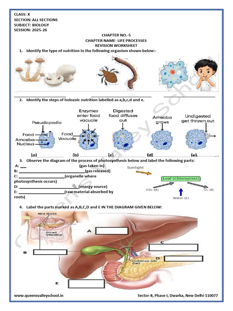 Biology Life Processes Revision Worksheet | PDF | Digestion | Enzyme