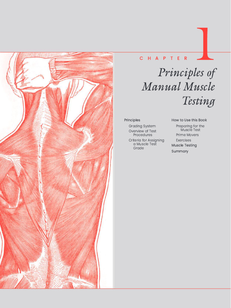 Muscle Testing Principles Overview | PDF | Amputation | Musculoskeletal ...