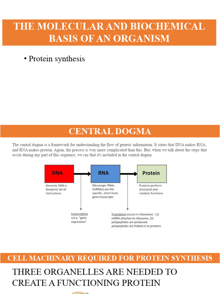 Understanding Protein Synthesis Basics | PDF | Messenger Rna ...