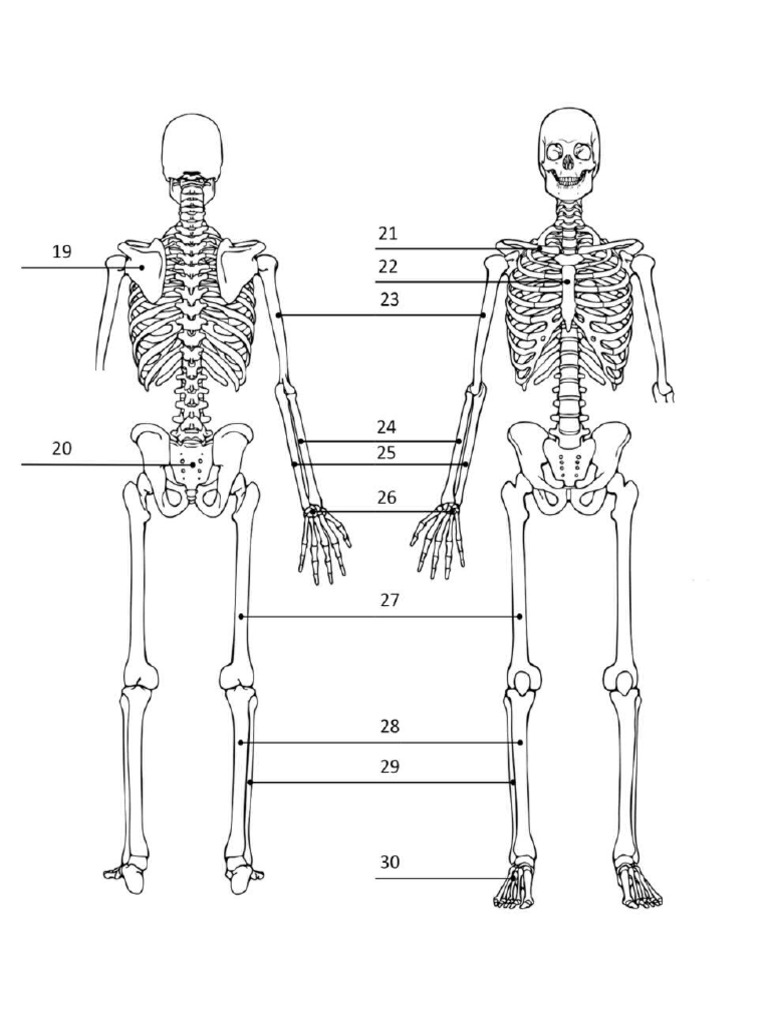 Skeleton Labeling Blanks | PDF