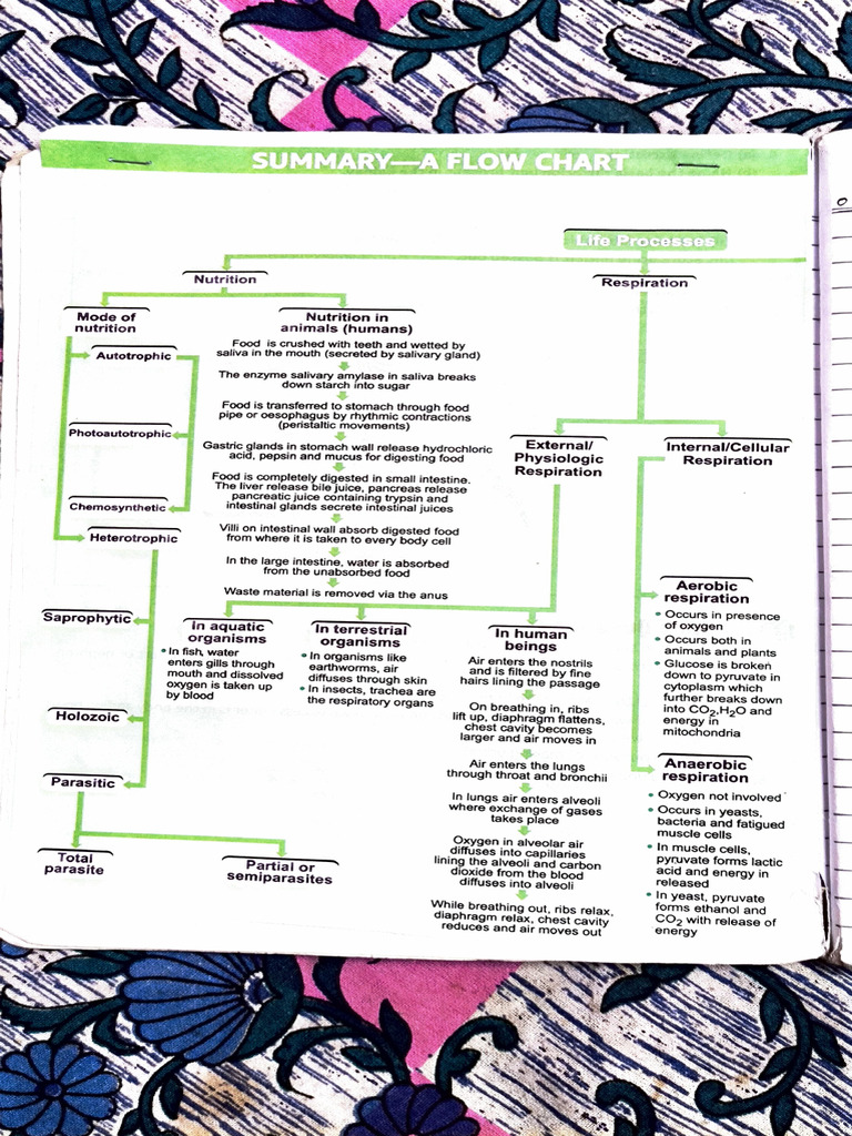 CH Life Processes (Notes) | PDF | Blood | Digestion