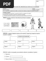 Prueba Organizacion Celular.