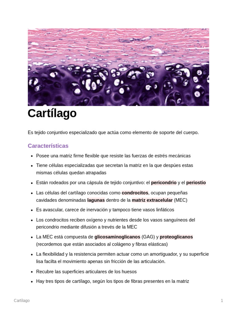 Tipos y características del cartílago | PDF | Cartílago | La matriz ...