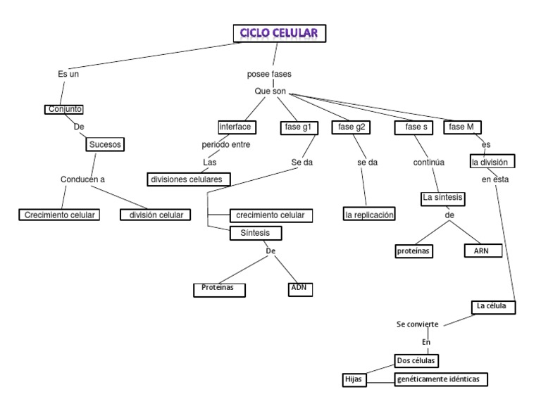 Mapa Del Ciclo Celular